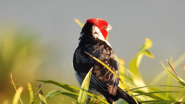 Cardeal-do-nordeste - Red-cowled Cardinal
