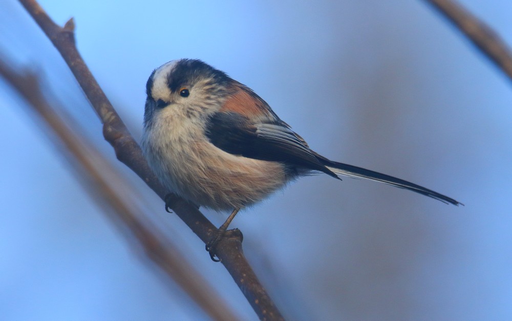 Long-tailed Tit II - Pittville Park