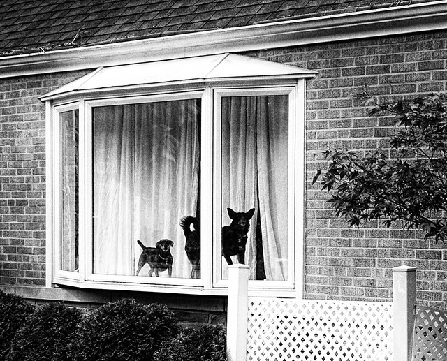 Dogs in a Window