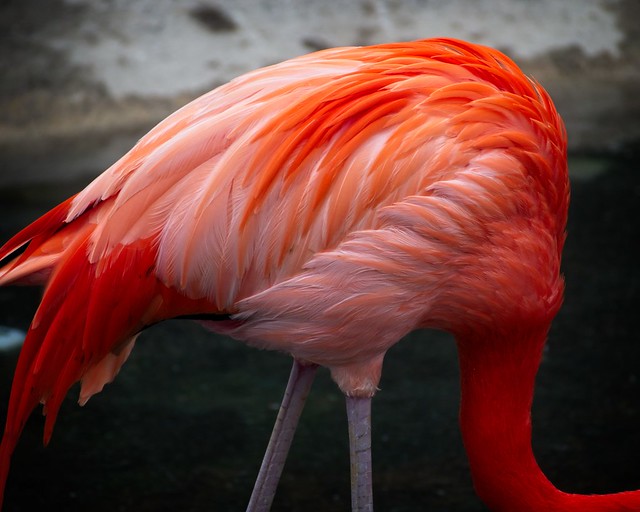 American flamingo - Phoenicopterus ruber