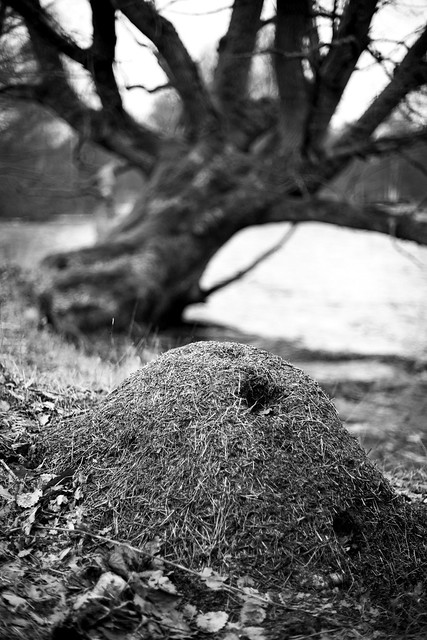 Anthill in front of the leaning oak