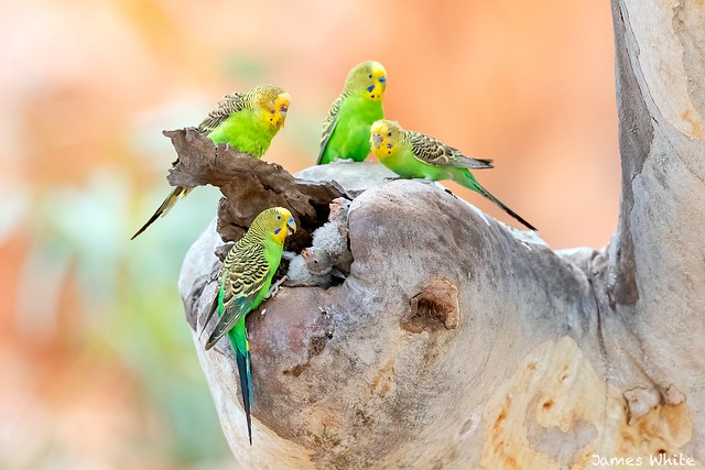 An exhausted female Budgerigar gets a moments rest white her partner attends to two of their 4 chicks. A neighbouring couple can be seen perched watching the commotion.