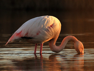 the flamingo and the sunset