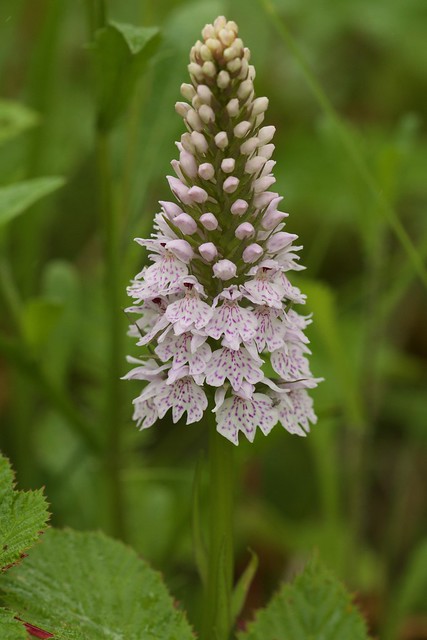 Common Spotted Orchid.
