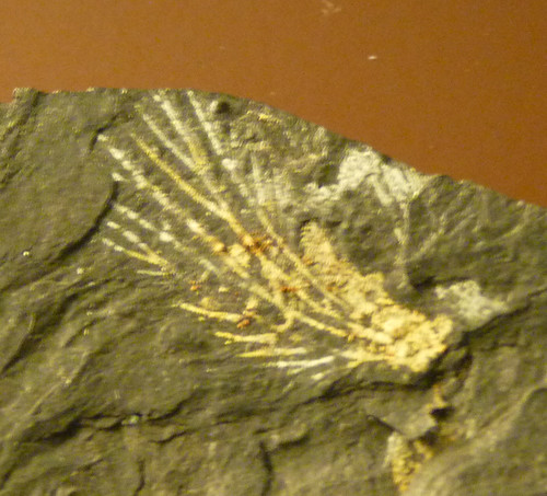 Apotypoma? platyptera (10-9-21 Naturistorisches Museum Wien, leg in Nyrshany, Chequia, det as Archimylacris)