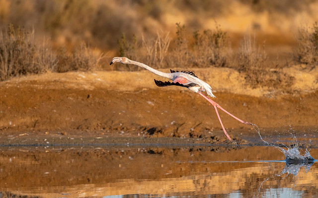 greater Flamingo