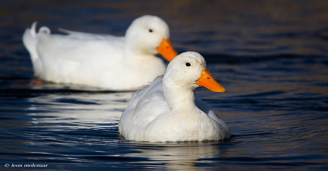 Common White Ducks