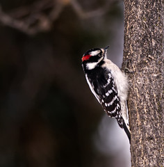 _DSC2786 - Downy Woodpecker