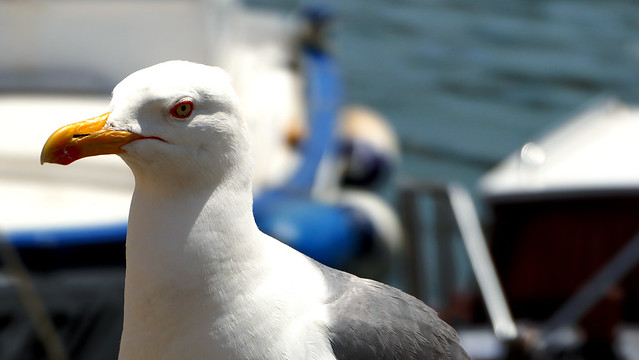 Seagull / Zeemeeuw