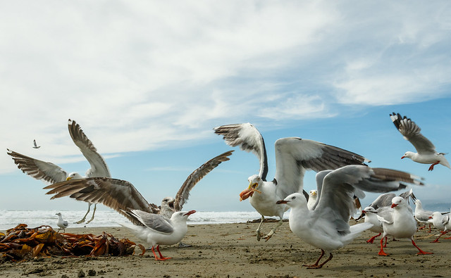 Gulls Going Wild #2 (024/365)