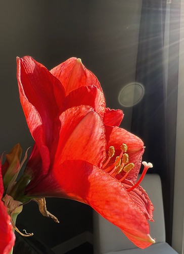 Let There Be Light | by Cindy's Here