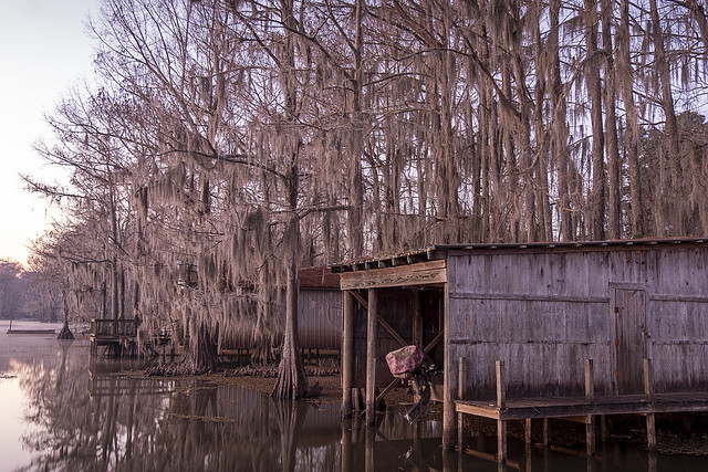 January, winter, Texas, Caddo Lake, Uncertain Texas, swamp, cypress tree, (400)