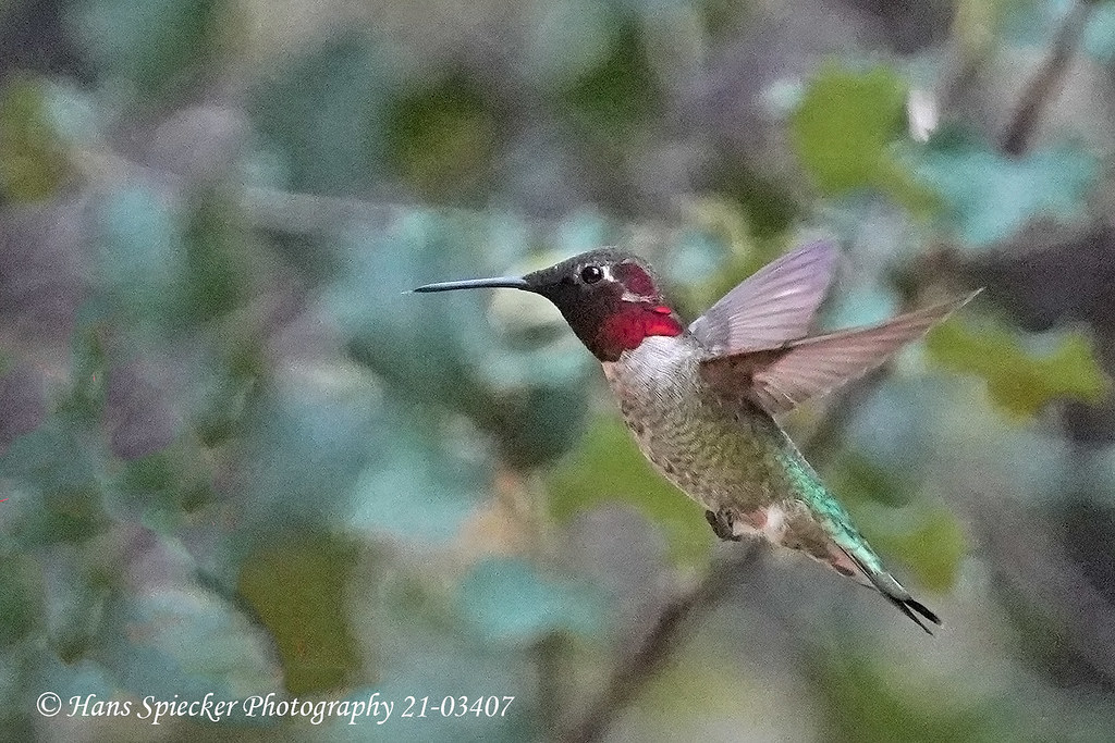 Anna's Hummingbird 21-03407