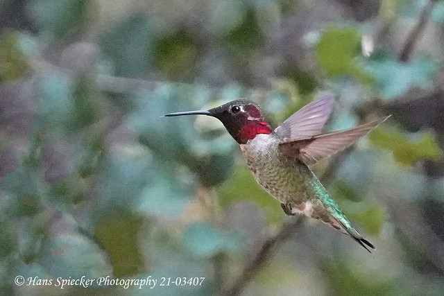 Anna's Hummingbird 21-03407