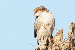 Red-Tailed Hawk 2022 04