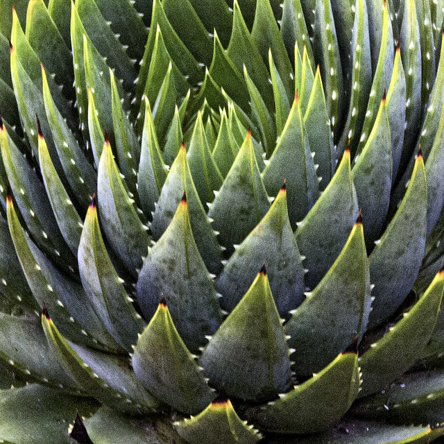 Spiral Aloe