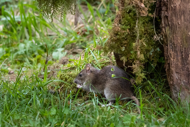 Brown Rat Feeding in Grass, Ireland