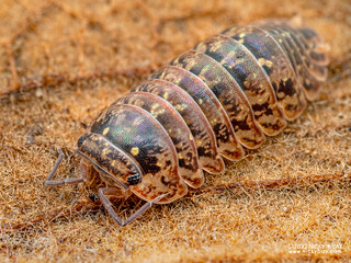 Woodlouse (Armadillo intermixtus) - P1205739