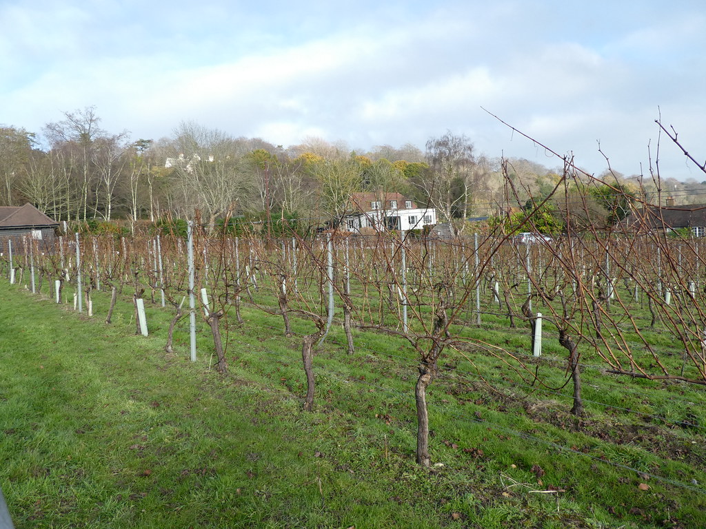 Vines growing at Greyfriars Vineyard