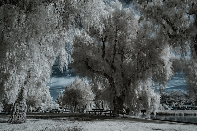 Pepper Trees And Picnic Tables At Lindo Lake In Blue Channel iR