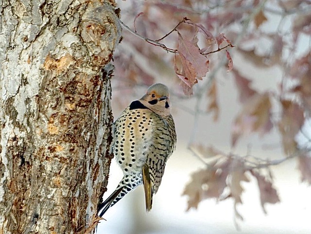 Northern Flicker (yellow shafted) (EXPLORE) Tinker Nature Park Henrietta, NY
