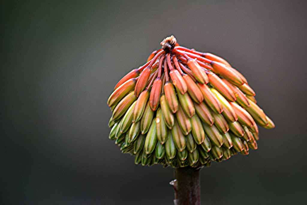 Dewy Aloe flowerhead