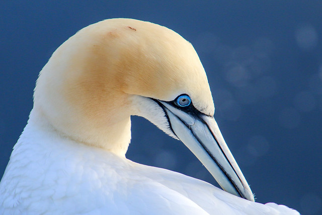 Portrait of a Northern gannet on Helgoland, Germany