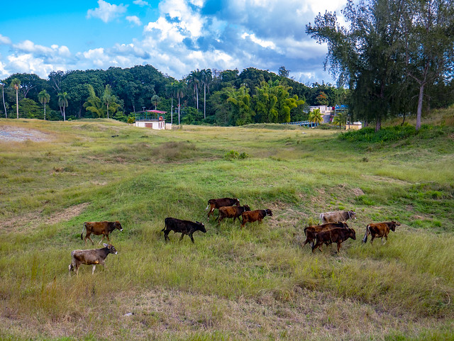 Former Arcoiris motor cross field in Cubanacan protected natural area now used as cow pasture | La antigua pista de motocross del Arco iris ahora no es mas que un yerbazal para pasto de vacas. Santa Clara, Cuba 2021