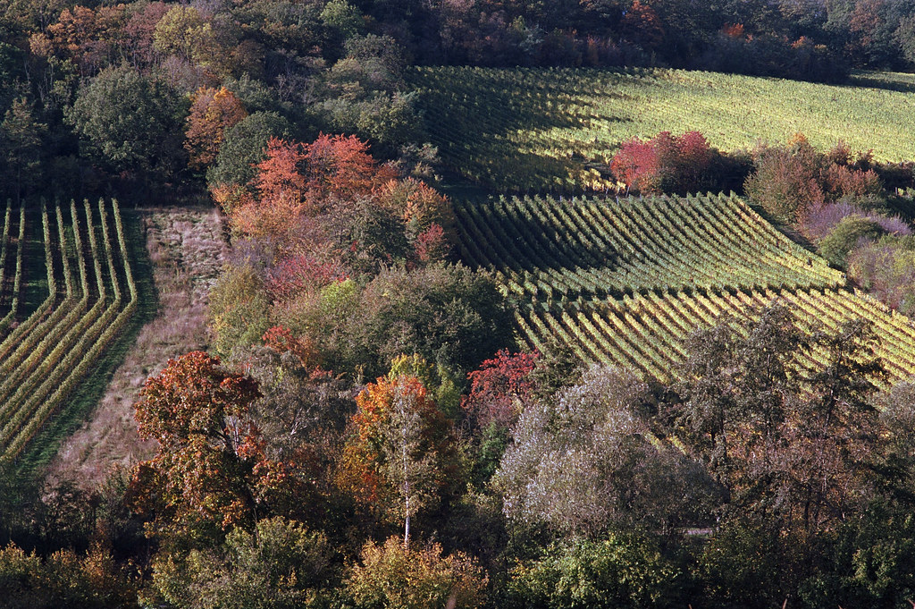 automn in the vineyard