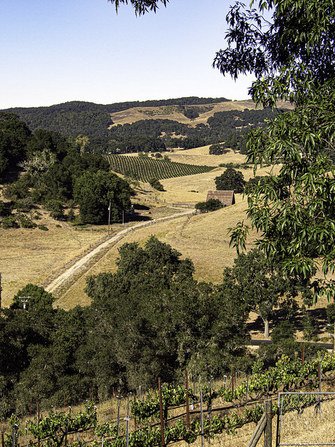 Country Road, Vineyard View, Paso Robles