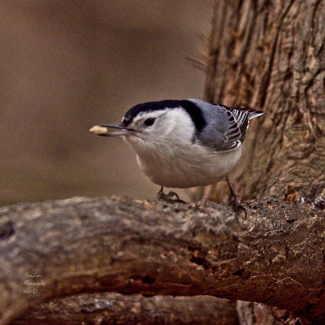 In The Birdblind_White-breasted Nuthatch 1_25_22