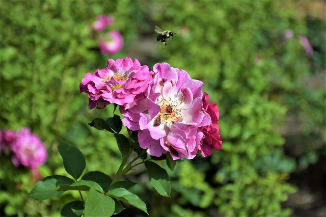 Flying bee among Wild Blue Yonder grandiflora roses