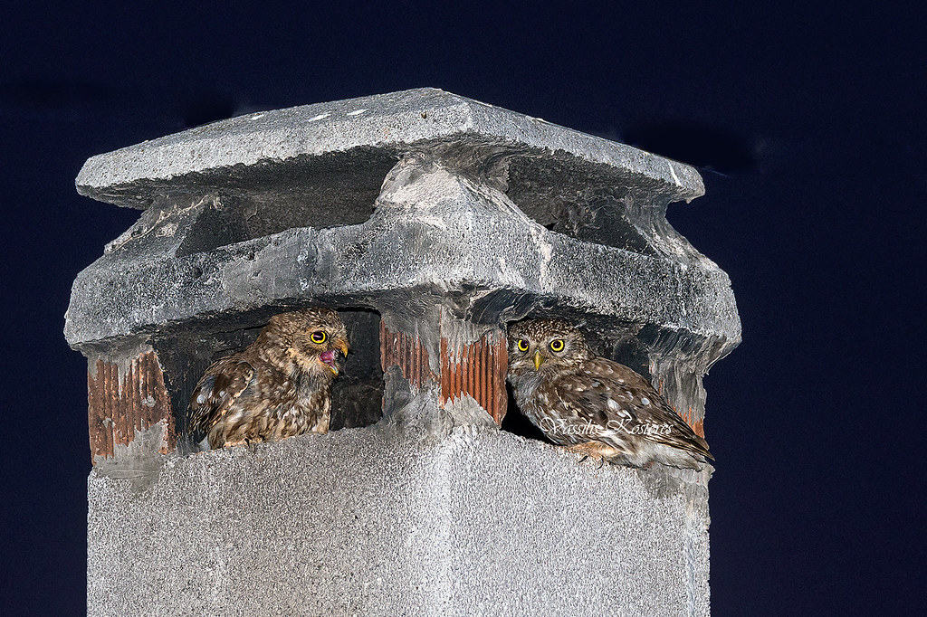 Athene noctua, Κουκουβάγιες, Little Owls