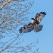 red_tailed_hawk-20220125-102
