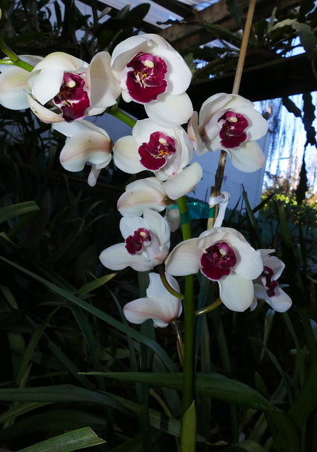 Cymbidium Kaylie 'Ume' hybrid orchid 12-21