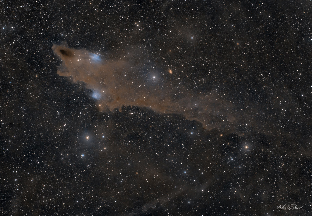 The Dark Shark Nebula (LDN 1235)