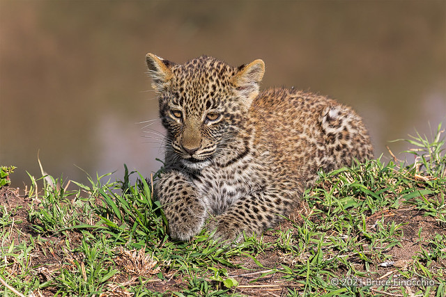 Little Female Leopard Cub Sitting On A Bank Of A Small River