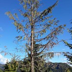 Young-growth-yellow-cedar-decline-Tongass-2 A yellow-cedar crop tree impacted by yellow-cedar decline. This tree has a thin crown with slight yellow-brown foliage discoloration. USDA Forest Service photo by Robin Mulvey.