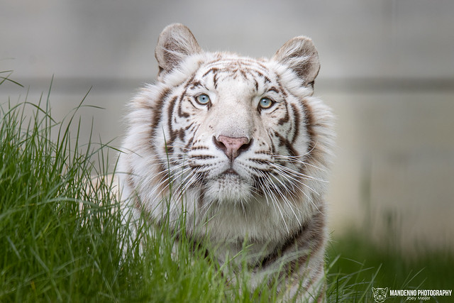 Bengal White Tigress - Pakawi Park - Belgium