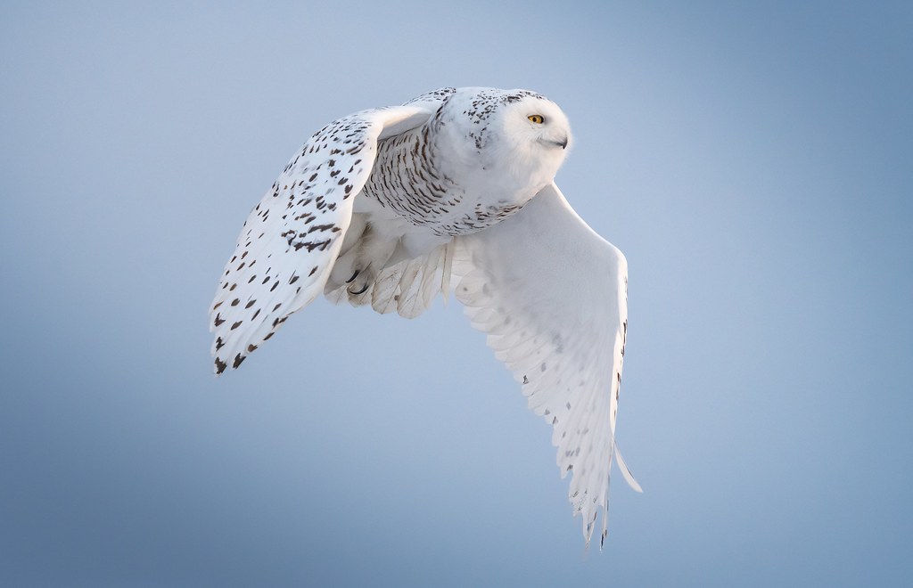 Harfang des neiges (Snowy owl)