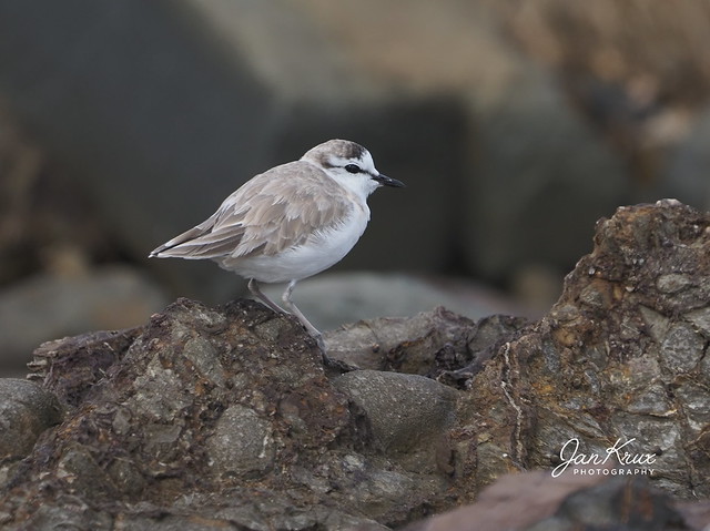 White-Fronted Plover