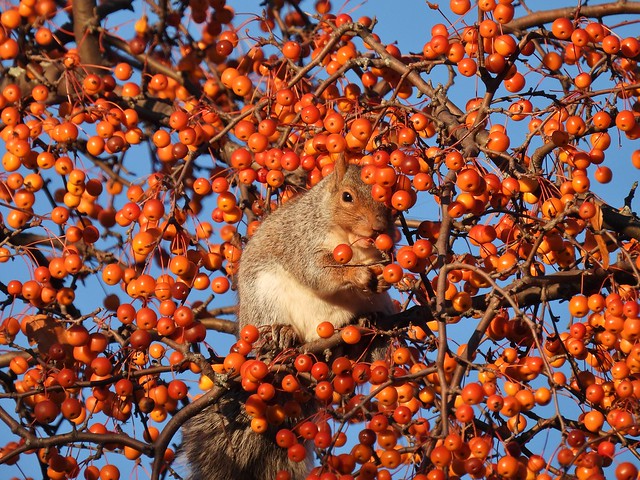 Nikon P950, Grey Squirrel, Jardin Botanique, Montréal, 10 November 2021 (61)
