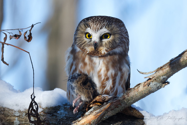 Northern Saw-whet Owl / Petite Nyctale