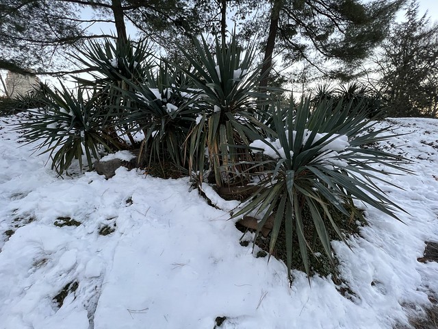Yucca gloriosa Spanish Dagger palm tree like plants covered in winter snow Central Park NYC USA photo January 8th 2022
