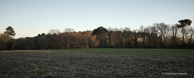 fields ans trees