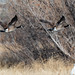 canada_geese-20220125-103
