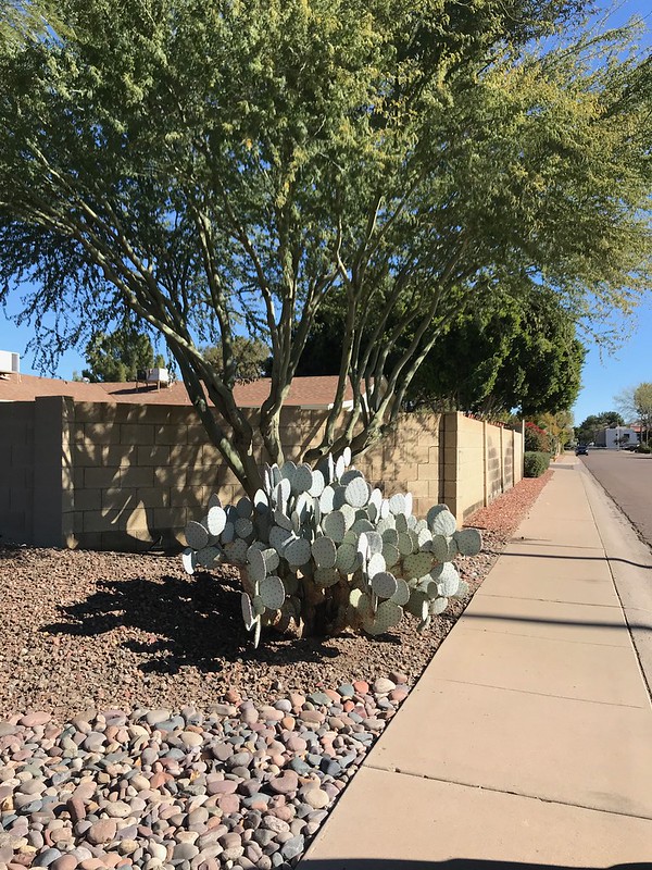 Palo verde with prickly pear