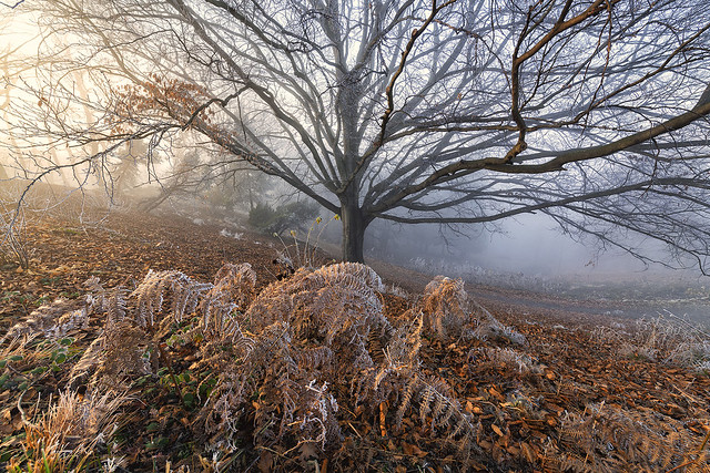 COLD, MIST and ICE