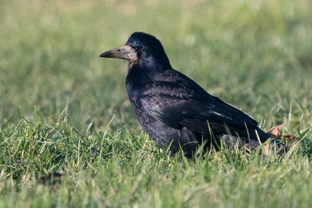 Rook | I rarely post Rook photographs, mainly because I rare… | Flickr