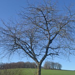 Baum in Aachen-Laurensberg (143FJAKA_7911)